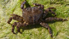 Nature Animals crabs
