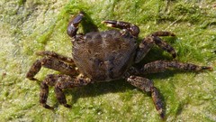 Nature Animals crabs crustacean
