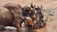 Nature Animals Crocodiles Prey Reptiles national geographic 