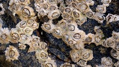 Nature Animals crustacean