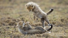Nature Animals cubs cheetahs Tanzania baby animals