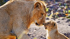 Nature Animals cubs Lions baby animals