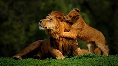 Nature Animals cubs Lions dad