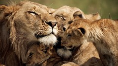 Nature Animals cubs Lions national geographic baby animals