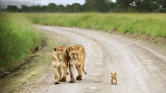 Nature Animals cubs roads Lions baby animals