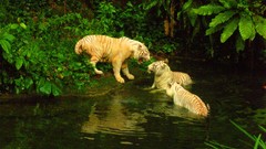 Nature Animals cubs Singapore zoo Tigers