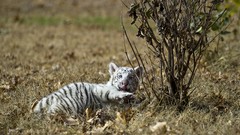 Nature Animals cubs white tiger Tigers baby animals