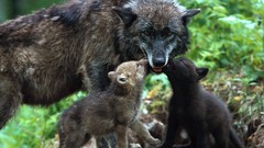 Nature Animals cubs Wolves timber