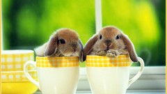 Nature Animals cups Bunnies baby animals