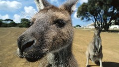 Nature Animals curious Mammals kangaroos