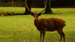 Nature Animals deer