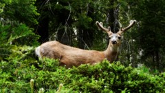 Nature Animals deer