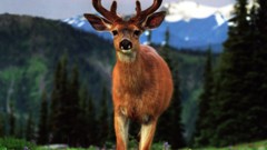 Nature Animals deer