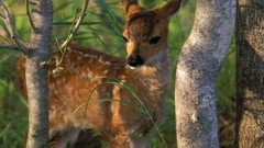 Nature Animals deer