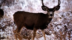 Nature Animals deer