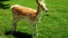 Nature Animals deer