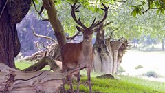 Nature Animals deer