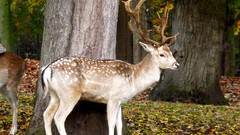 Nature Animals deer