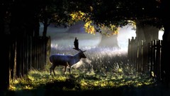 Nature Animals deer