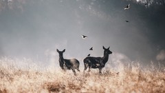 Nature Animals deer