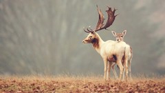 Nature Animals deer