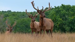 Nature Animals deer antlers