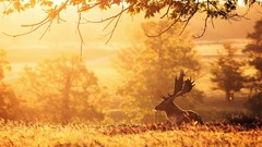 Nature Animals deer autunm