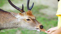 Nature Animals deer eating