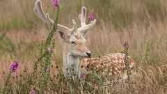 Nature Animals deer fallow deer
