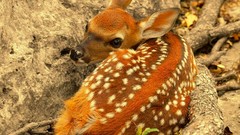 Nature Animals deer fawn