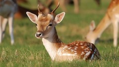Nature Animals deer fawn