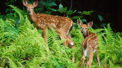 Nature Animals deer fawn baby animals