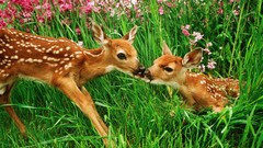 Nature Animals deer fawn baby animals