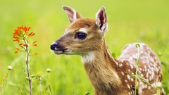 Nature Animals deer fawn baby animals