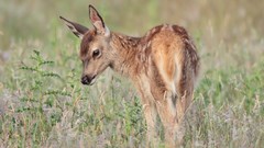 Nature Animals deer fawn baby animals