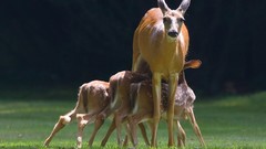 Nature Animals deer fawn baby animals