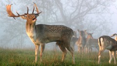 Nature Animals deer mist