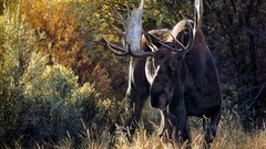 Nature Animals deer moose