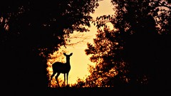 Nature Animals deer silhouettes Mammals