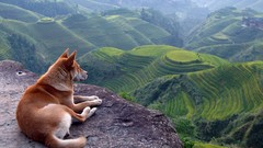 Nature Animals Dogs