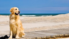 Nature Animals Dogs Beaches golden retriever