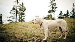 Nature Animals Dogs blurred background