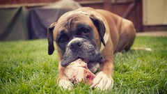 Nature Animals Dogs boxer