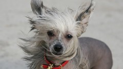 Nature Animals Dogs chinese crested