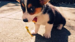 Nature Animals Dogs corgi
