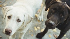 Nature Animals Dogs couple pets