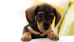 Nature Animals Dogs dachshund