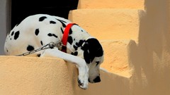 Nature Animals Dogs Dalmatians pets