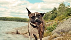 Nature Animals Dogs faces