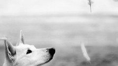 Nature Animals Dogs feathers play shepard grayscale